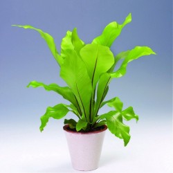 ASPLENIUM NIDUS ANTIQUUM - plant generic