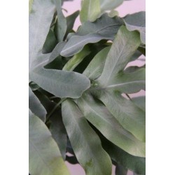 PHLEBODIUM AUREUM BLUE STAR - pianta generica