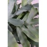 PHLEBODIUM AUREUM BLUE STAR - pianta generica