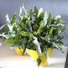 PHLEBODIUM AUREUM BLUE STAR - pianta generica