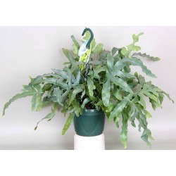 PHLEBODIUM AUREUM BLUE STAR - pianta generica
