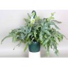 PHLEBODIUM AUREUM BLUE STAR - pianta generica