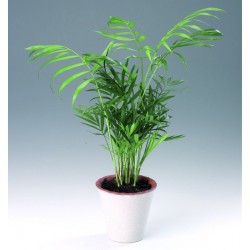 CHAMAEDOREA ELEGANS - a plant generic