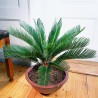 CYCAS REVOLUTA - pianta generica