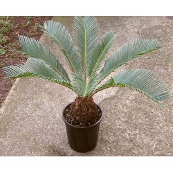 CYCAS REVOLUTA - pianta generica