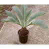 CYCAS REVOLUTA - pianta generica