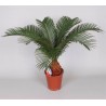 CYCAS REVOLUTA - pianta generica