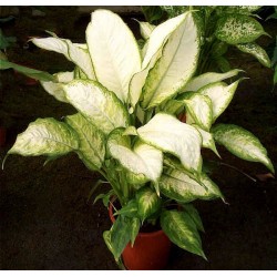 DIEFFENBACHIA AMOENA - plant generic