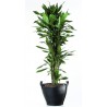 DRACAENA FRAGRANS - pianta generica
