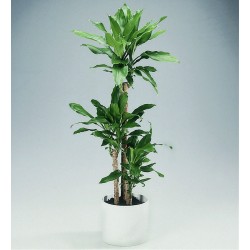 DRACAENA FRAGRANS - pianta generica