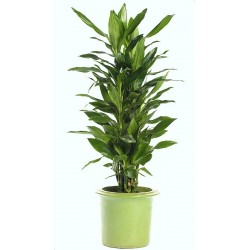 DRACAENA FRAGRANS - pianta generica