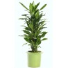 DRACAENA FRAGRANS - pianta generica