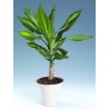 DRACAENA FRAGRANS MASSANGEANA - pianta generica