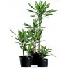 DRACAENA FRAGRANS MASSANGEANA - pianta generica