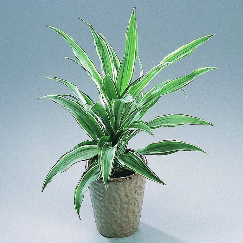 DRACAENA SANDERIANA - plant generic