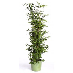 DRACAENA SURCULOSA plant generic