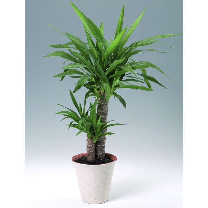 YUCCA ELEPHANTIPES - pianta generica