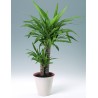 YUCCA ELEPHANTIPES - pianta generica