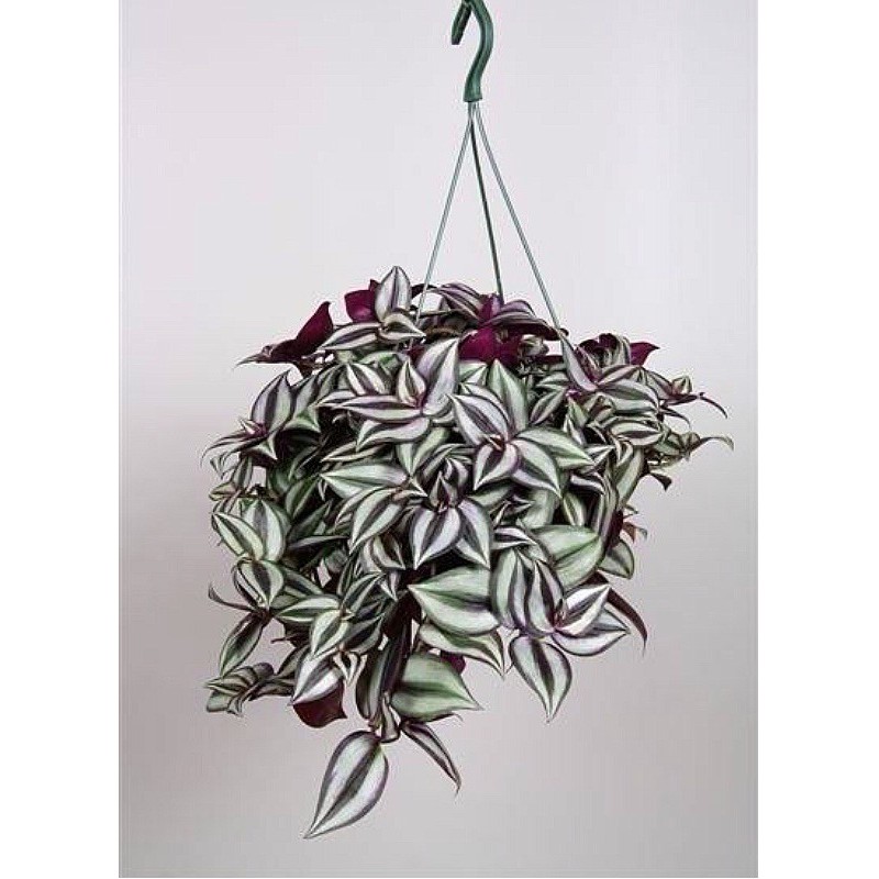 TRADESCANTIA ZEBRINA VIOLET HILL