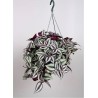 TRADESCANTIA ZEBRINA VIOLET HILL