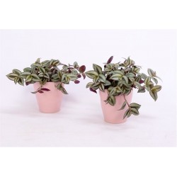 TRADESCANTIA ZEBRINA VIOLET HILL