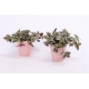 TRADESCANTIA ZEBRINA VIOLET HILL