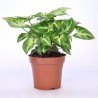 SYNGONIUM ARROW