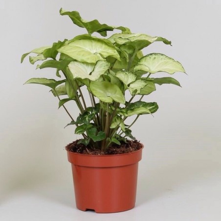 SYNGONIUM ARROW plant generic