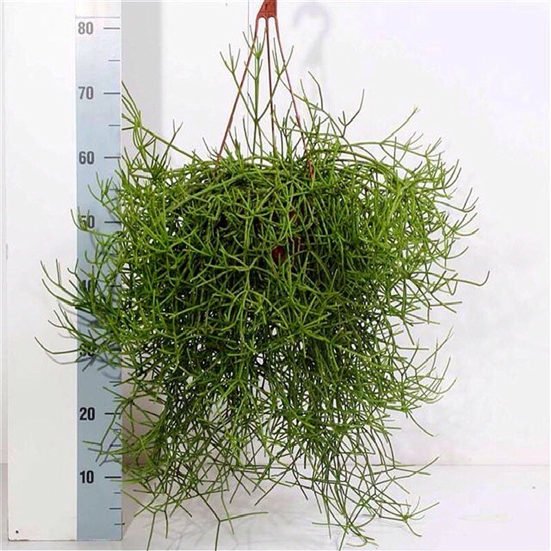 RHIPSALIS HETEROCLADA - pianta generica