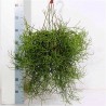 RHIPSALIS HETEROCLADA - pianta generica