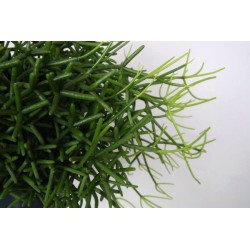 RHIPSALIS HETEROCLADA - pianta generica