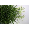 RHIPSALIS HETEROCLADA - pianta generica