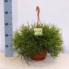 RHIPSALIS HETEROCLADA - pianta generica