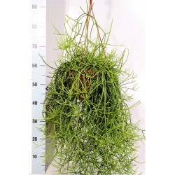 RHIPSALIS HETEROCLADA - pianta generica