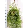 RHIPSALIS HETEROCLADA - pianta generica