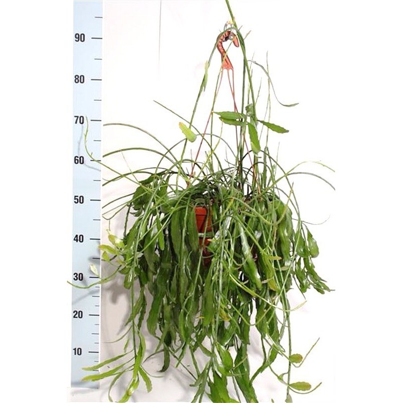 RHIPSALIS RAMALORIS - pianta generica