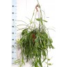 RHIPSALIS RAMALORIS - pianta generica