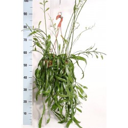 RHIPSALIS RAMALORIS - pianta generica