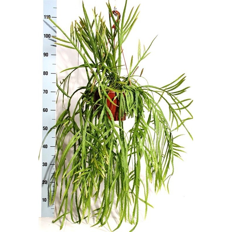 RHIPSALIS HOLVIANA - pianta generica