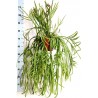 RHIPSALIS HOLVIANA - pianta generica