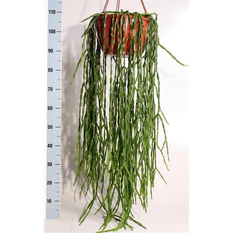 RHIPSALIS PARADOXA - pianta generica