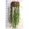 RHIPSALIS PARADOXA - pianta generica