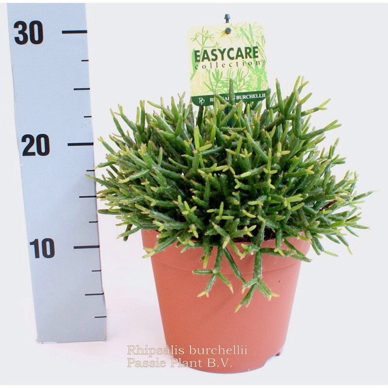 RHIPSALIS BURCHELLII - pianta generica