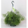 RHIPSALIS CASSUTHA - pianta generica