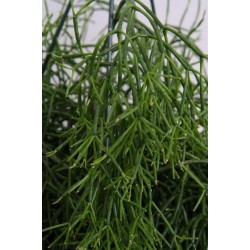 RHIPSALIS CASSUTHA - pianta generica