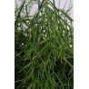 RHIPSALIS CASSUTHA - pianta generica