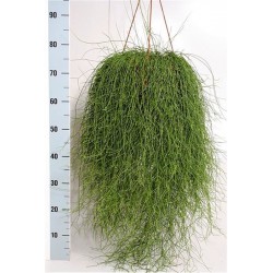 RHIPSALIS CASSUTHA - pianta generica