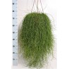 RHIPSALIS CASSUTHA - pianta generica