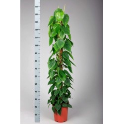 PHILODENDRON SCAND.tutore-pianta generica