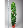 PHILODENDRON SCAND.tutore-pianta generica